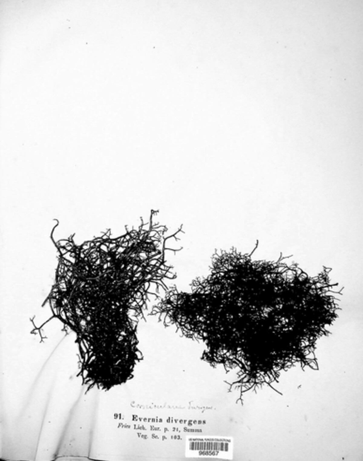 Bryocaulon divergens image